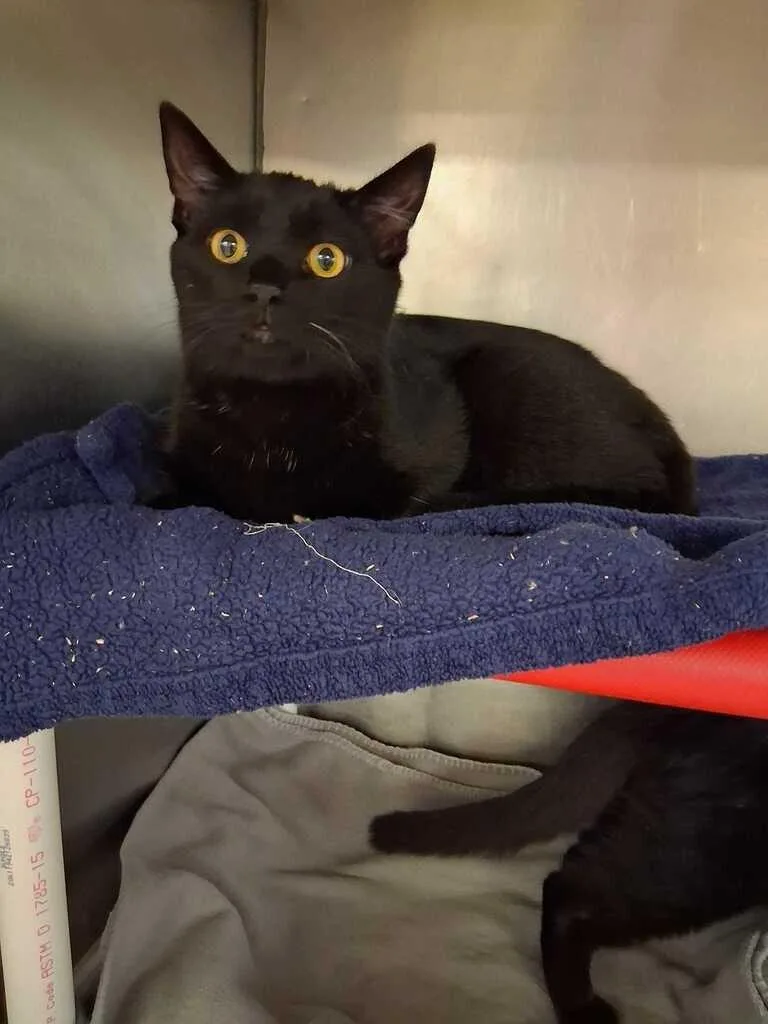 A young small-sized female Black Domestic Short Hair cat named Jalapeno for adoption in Cincinnati, OH