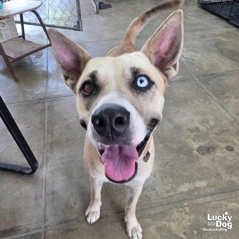 A young medium-sized female Husky dog named Amari for adoption in Washington, DC