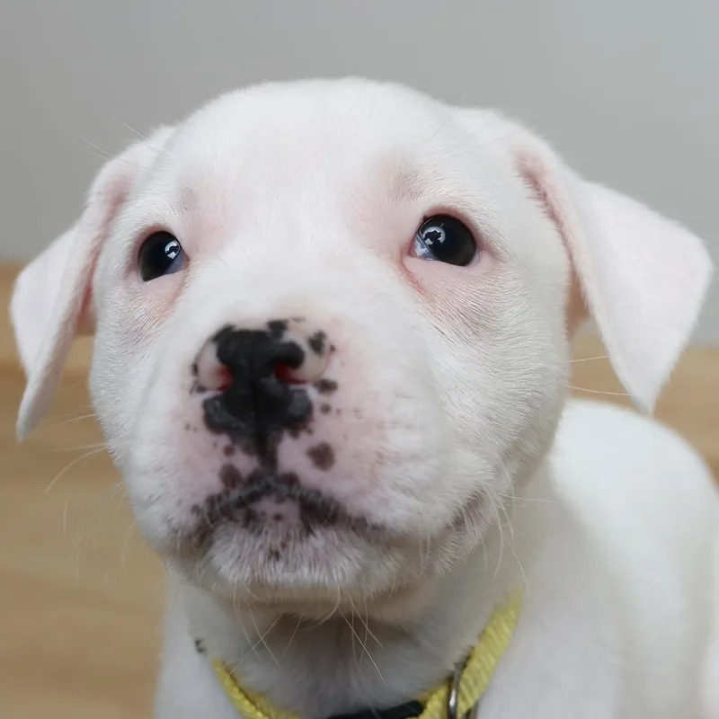 Hustle D thumbnail 2