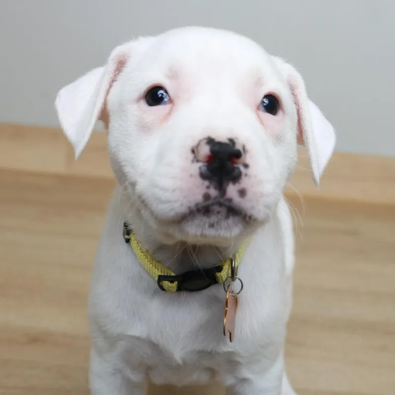 Hustle D thumbnail 3