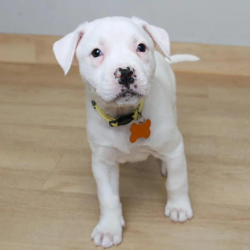 Hustle D thumbnail 4