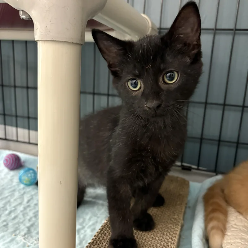 A baby medium-sized female Black Domestic Short Hair cat named Fig for adoption in Honesdale, PA