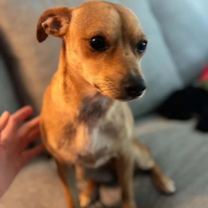 A young small-sized female Yellow / Tan / Blond / Fawn Basenji dog named Chloe for adoption in Webster, TX