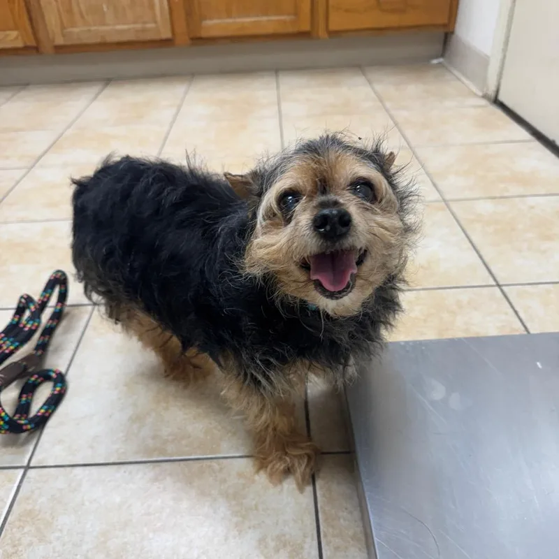 A senior small-sized male Black Yorkshire Terrier dog named Biggie for adoption in Pekin, IL