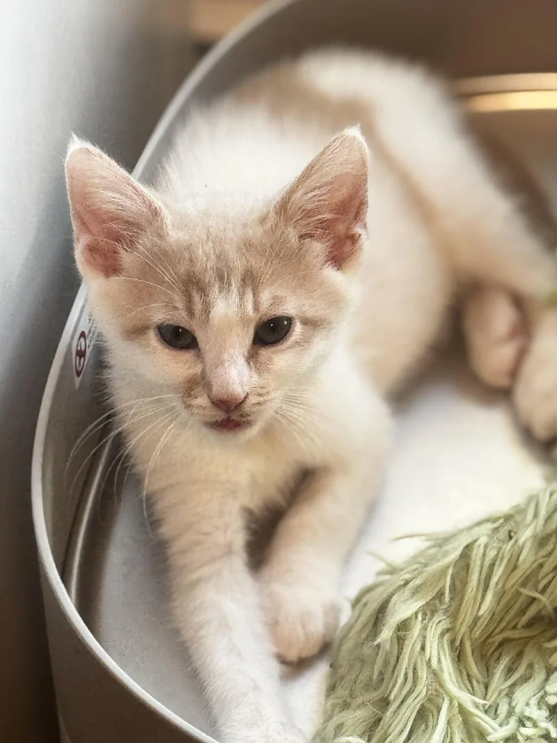 A baby medium-sized male Orange & White Domestic Short Hair cat named Ruckus for adoption in Seal Beach, CA
