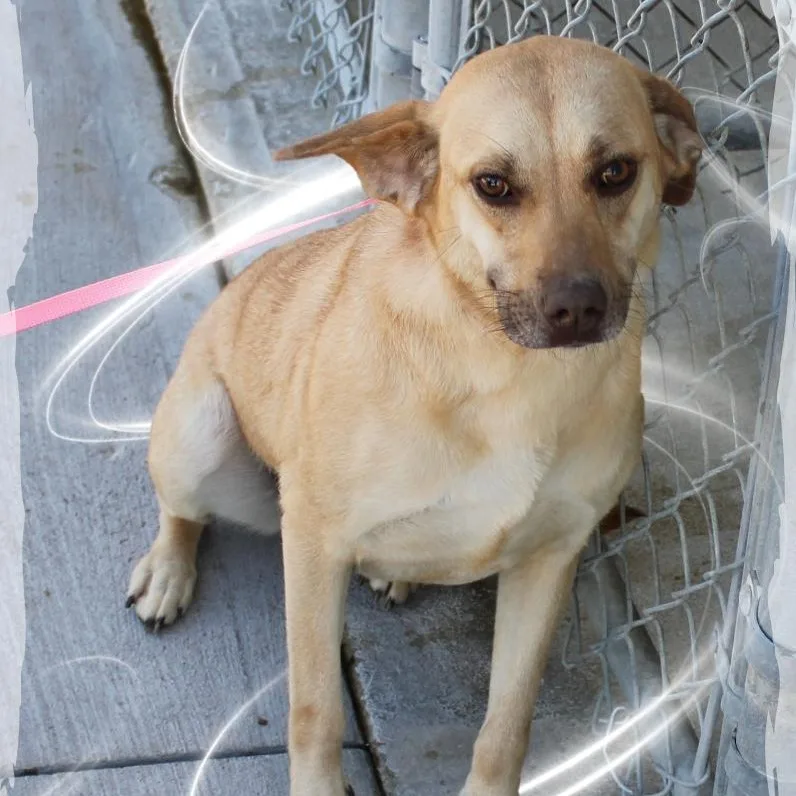 An adult medium-sized female Yellow / Tan / Blond / Fawn Mixed Breed dog named Belle for adoption in Amelia, OH