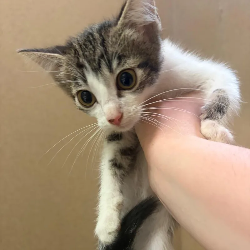 A baby small-sized male Brown / Chocolate Domestic Short Hair cat named Thumper for adoption in Pekin, IL
