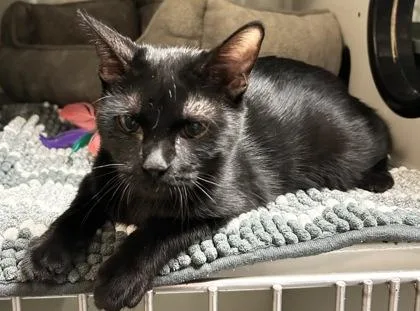An adult small-sized female Domestic Short Hair cat named Summer for adoption in Phoenix, AZ