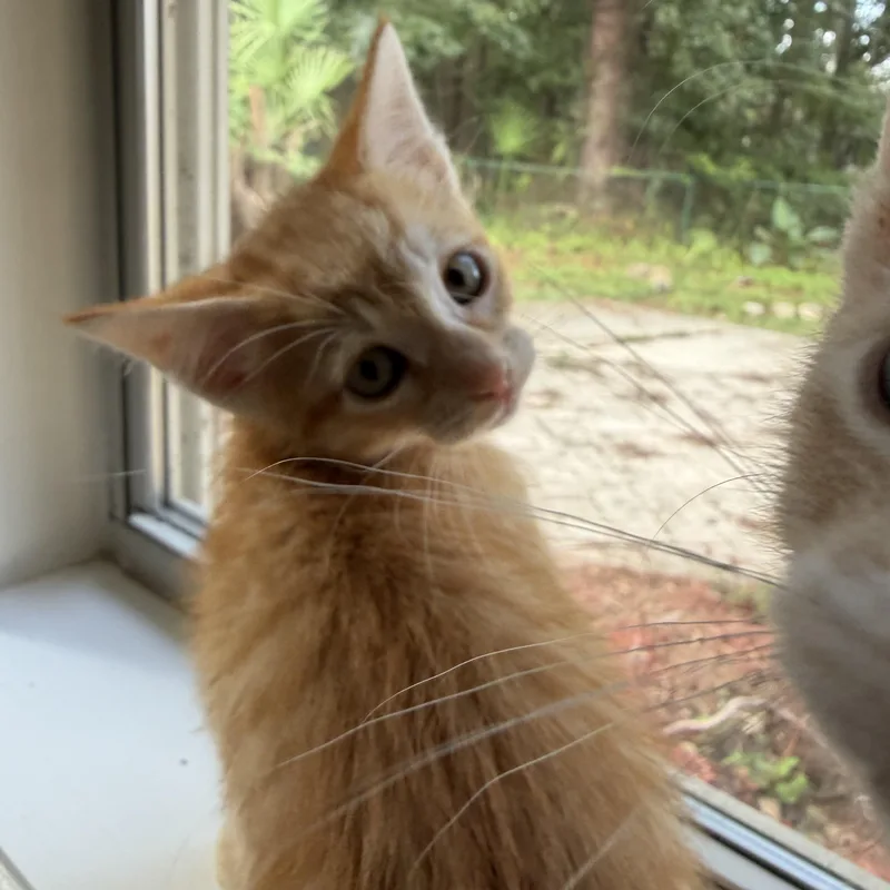 A baby medium-sized male Orange / Red Domestic Short Hair cat named Peanut for adoption in jacksonville, FL