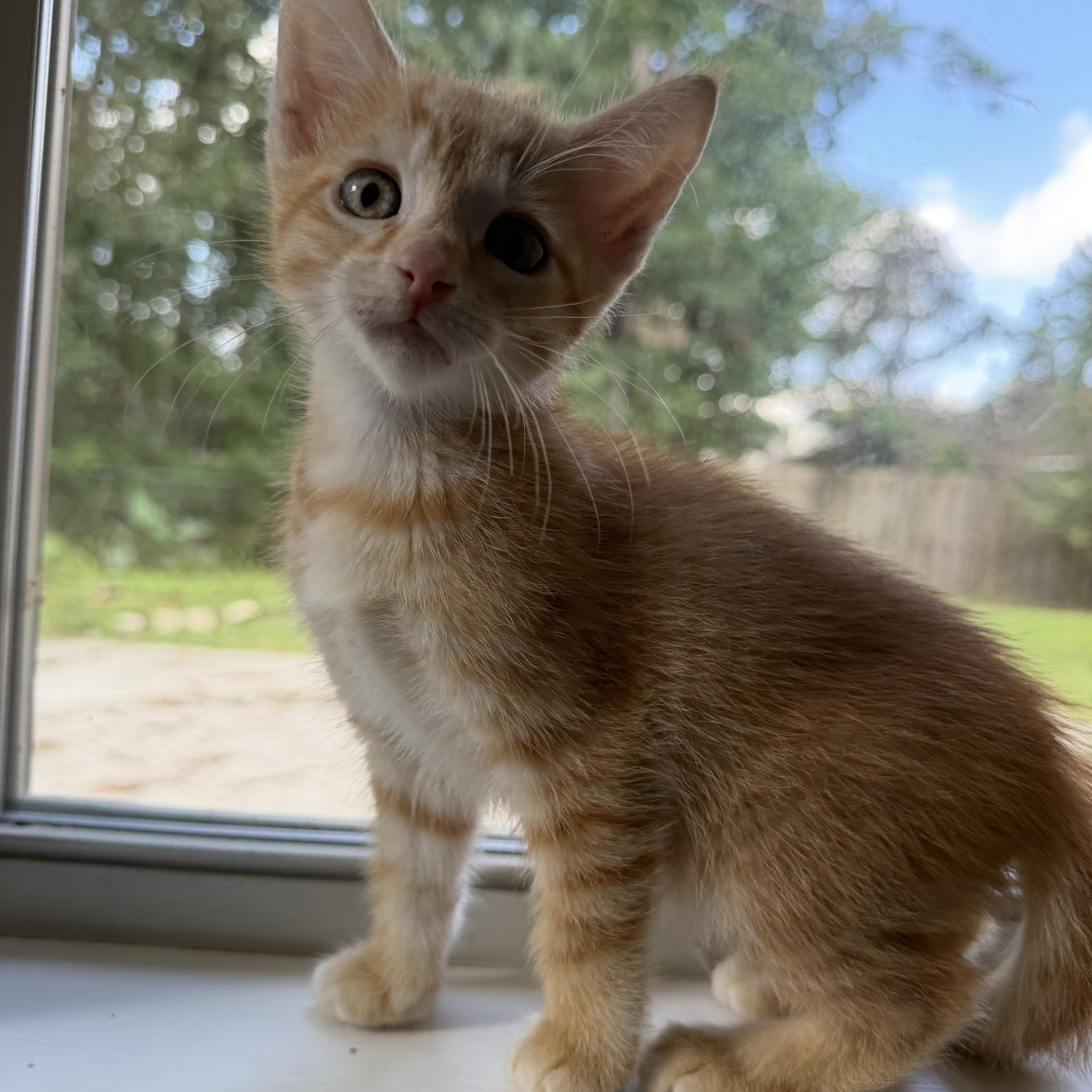 Peanut thumbnail 2