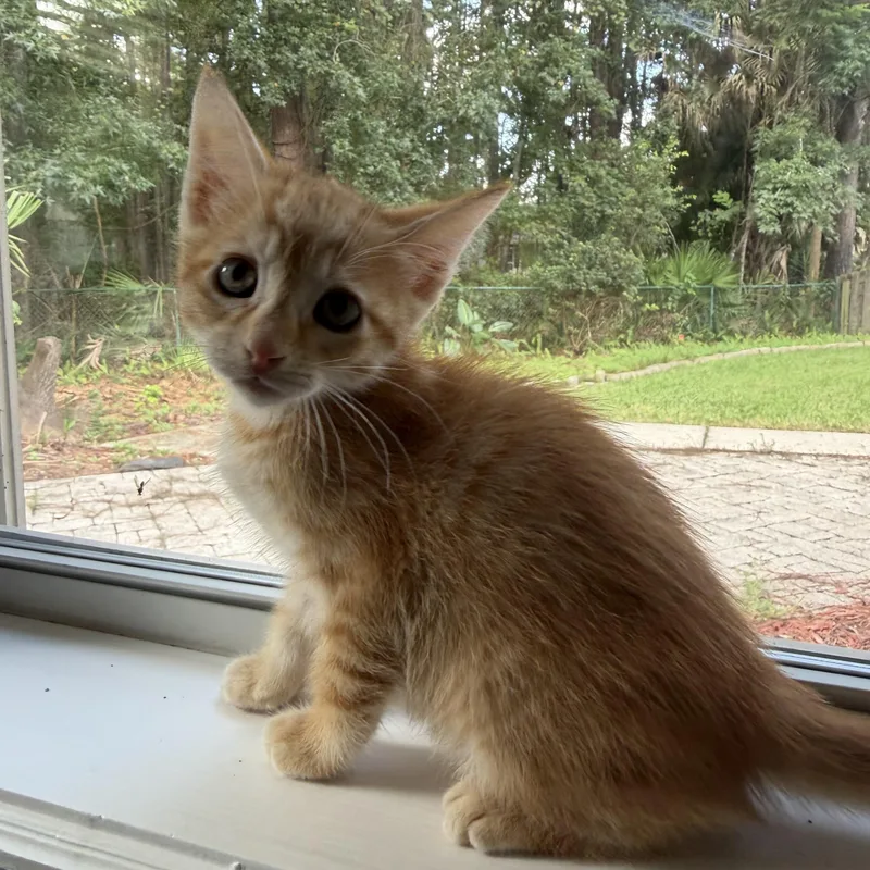Peanut thumbnail 4
