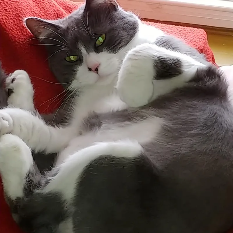 A senior extra large-sized male Gray & White Domestic Short Hair cat named Pooh for adoption in Acushnet, MA