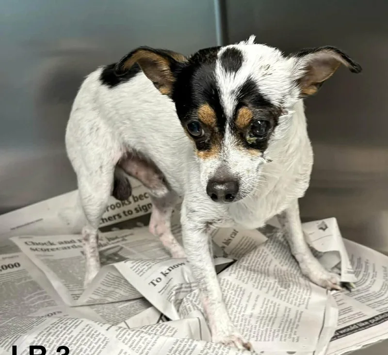An adult small-sized male Tricolor (Brown, Black, & White) Chihuahua dog named Kingsbishop for adoption in New York, NY