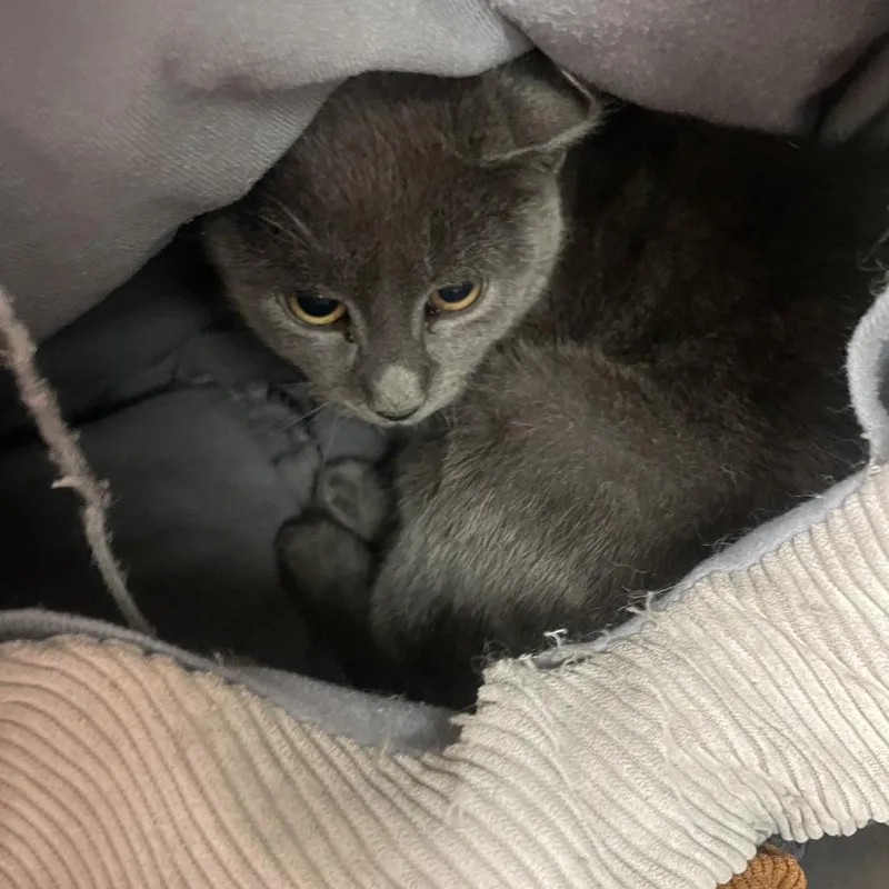 A baby small-sized male Domestic Short Hair cat named Harley for adoption in East Smithfield , PA