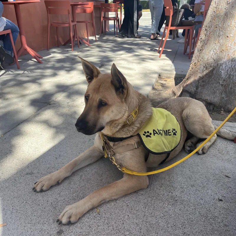 A young large-sized female Apricot / Beige German Shepherd Dog dog named Honey for adoption in Burbank, CA