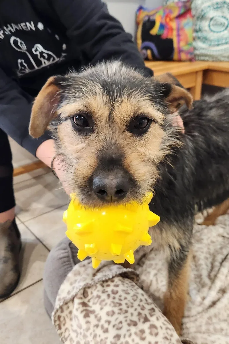 An adult medium-sized male Black Terrier dog named Benson for adoption in Elizabeth, IL