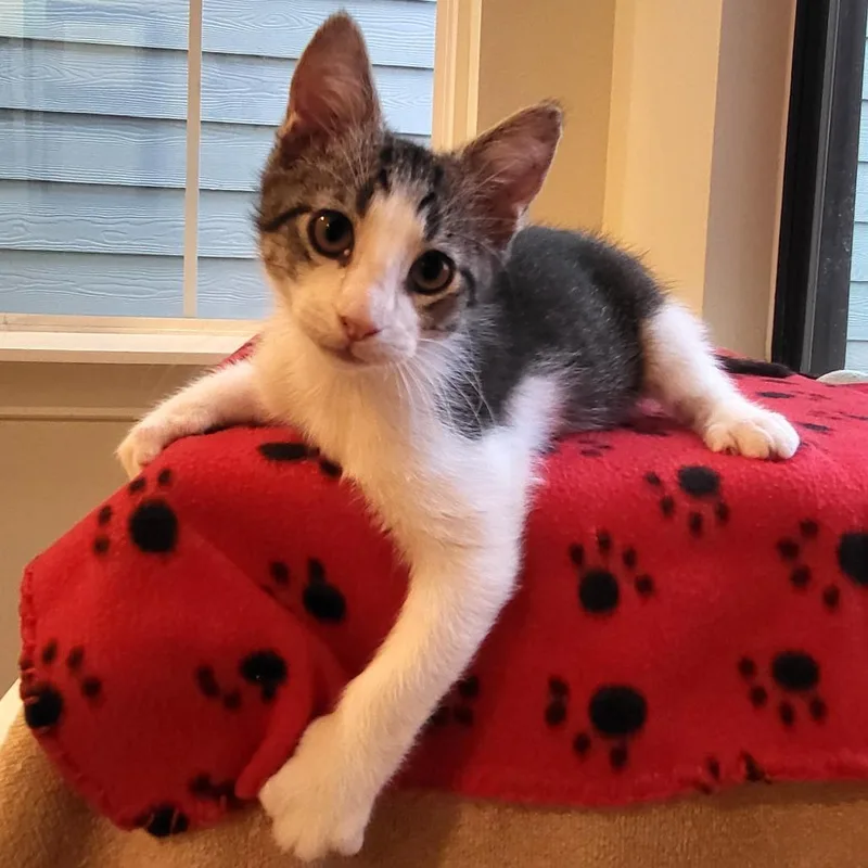 A baby small-sized male Gray / Blue / Silver Domestic Short Hair cat named Woody for adoption in Houston, TX