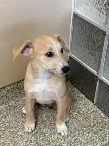 A baby small-sized female Labrador Retriever dog named Petal for adoption in Washington, DC