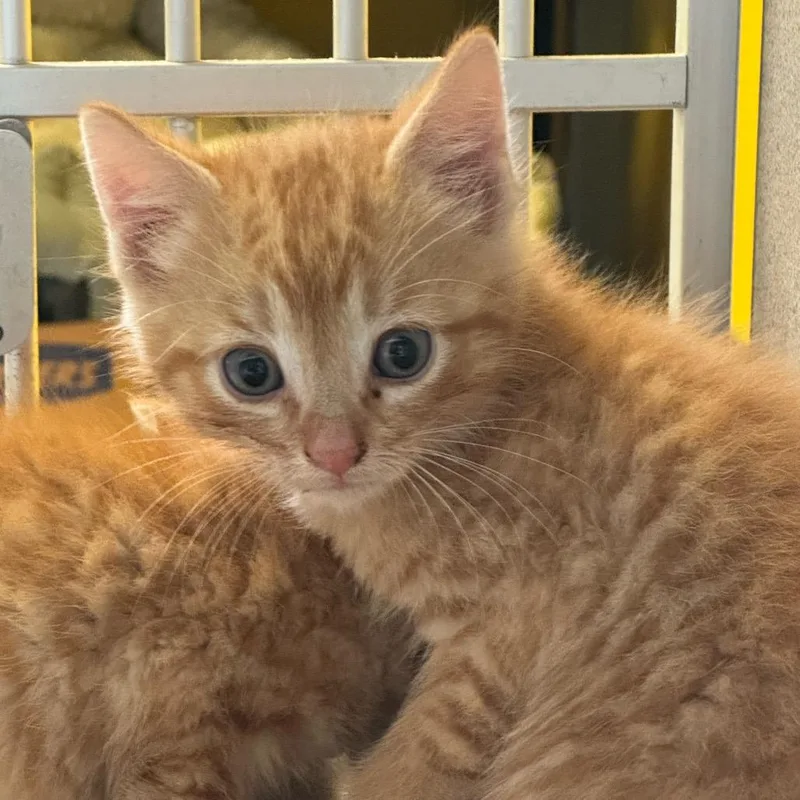 A baby small-sized male Orange / Red Domestic Short Hair cat named Star for adoption in Red House, WV