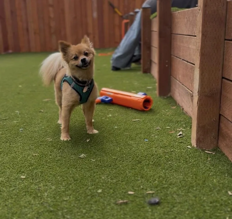 An adult small-sized female Pomeranian dog named Lucille Ball for adoption in ventura, CA
