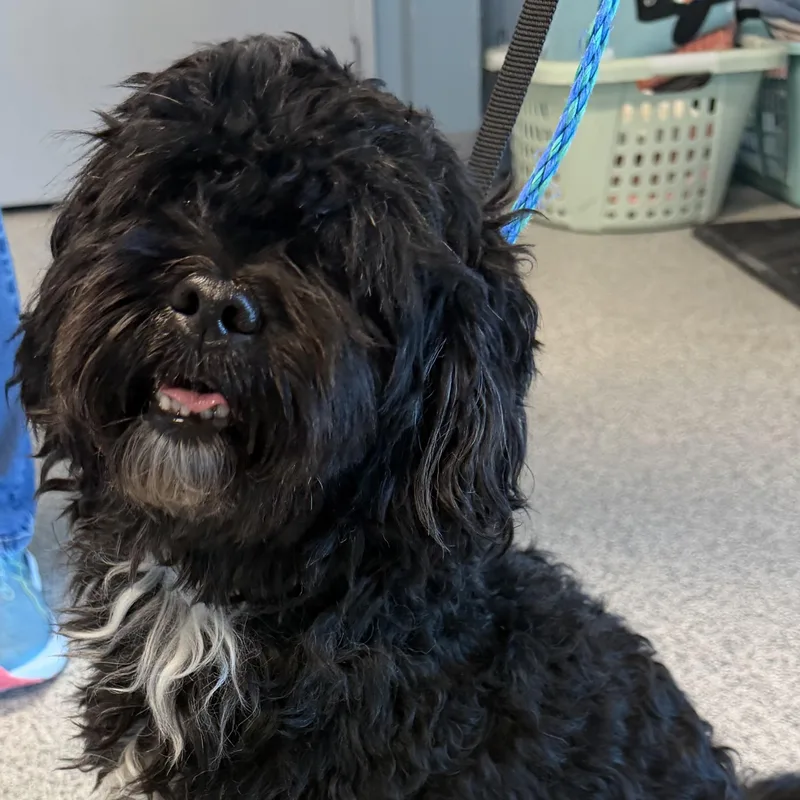A young small-sized male Poodle dog named Armand for adoption in Tinley Park, IL