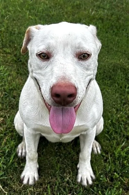 An adult medium-sized male Labrador Retriever dog named Theo for adoption in Appling, GA