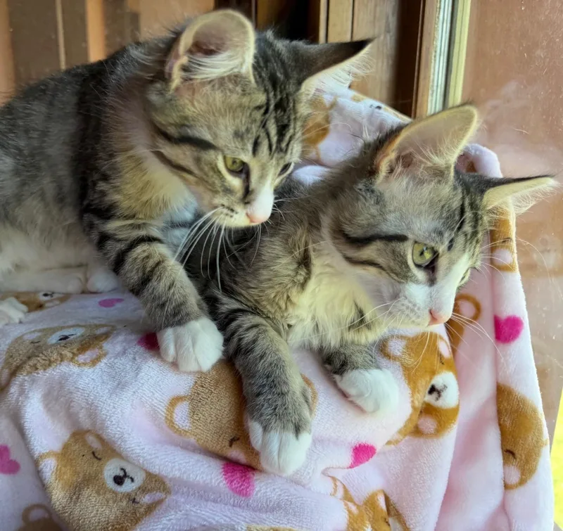 A baby medium-sized male Gray / Blue / Silver Domestic Short Hair cat named MARLO and BUTTON for adoption in Owatonna, MN