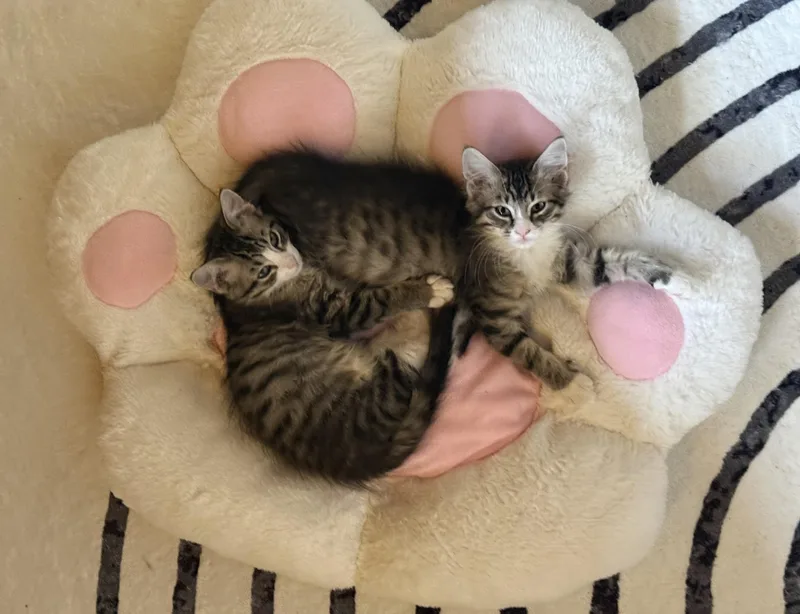 MARLO and BUTTON thumbnail 2