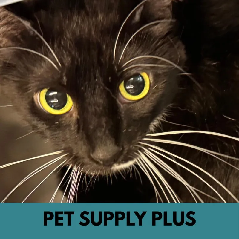 An adult medium-sized female Black Domestic Short Hair cat named Minnie for adoption in Lakewood, CO