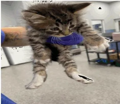 A baby small-sized female Domestic Short Hair cat named Georgia for adoption in Largo, FL