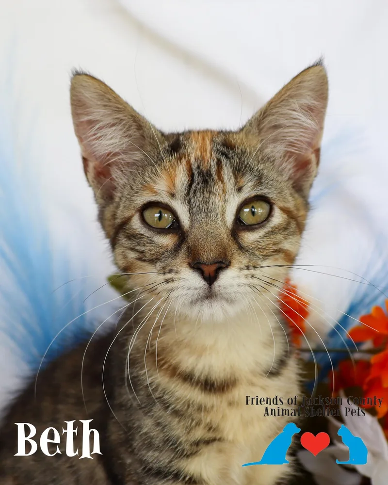 A baby small-sized female Tabby (Brown / Chocolate) Domestic Short Hair cat named Beth for adoption in Ocean Springs, MS