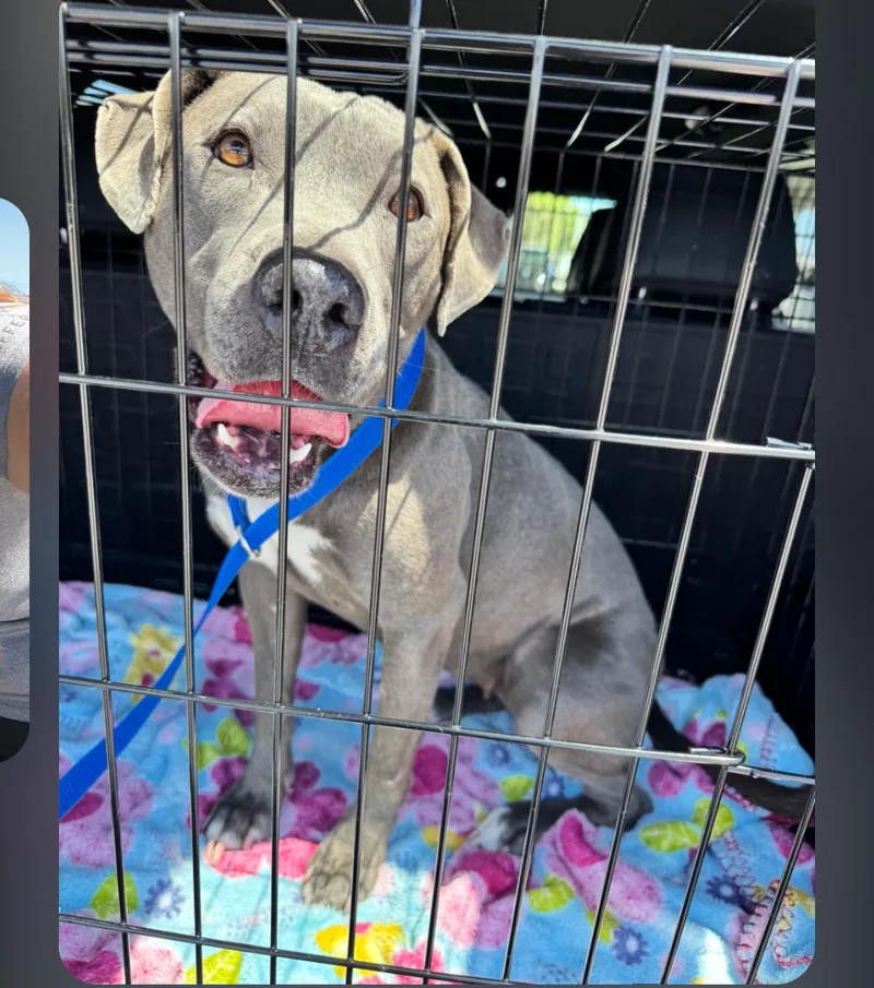 A baby medium-sized female Mixed Breed dog named Dahila for adoption in San Diego, CA