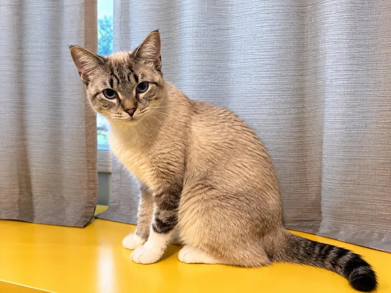 A young medium-sized female Tabby (Gray / Blue / Silver) Domestic Short Hair cat named Genevieve for adoption in Farmington, MN