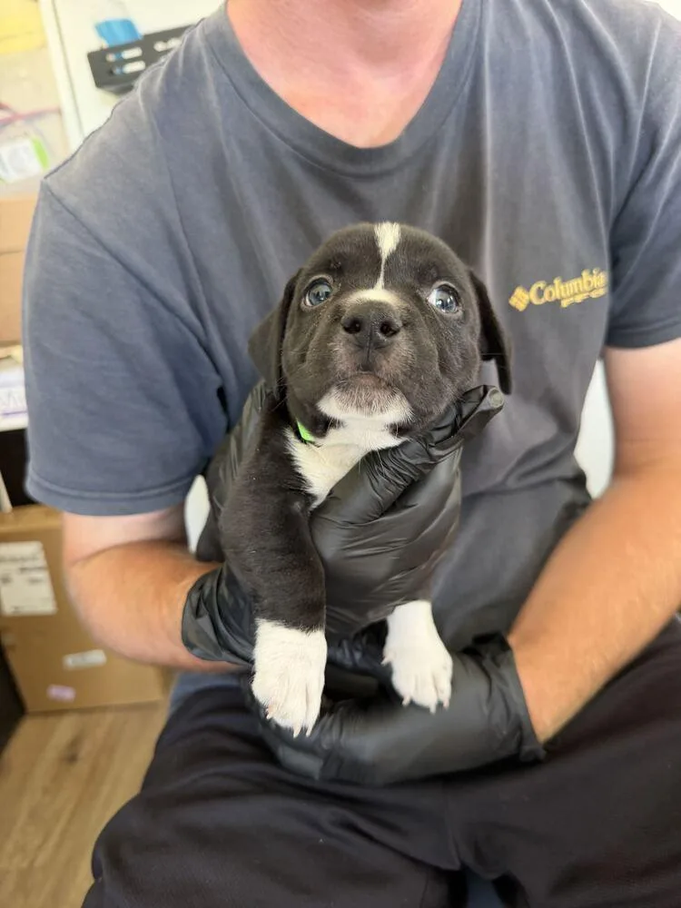 A baby small-sized male Tricolor (Brown, Black, & White) American Bulldog dog named Burrata Mozzarella for adoption in Lakeland, FL