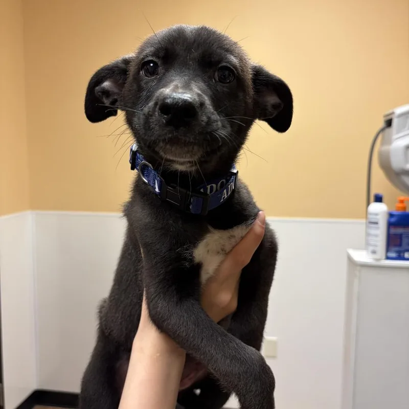 A baby small-sized female Black Mixed Breed dog named FWT Olly for adoption in Midland, TX