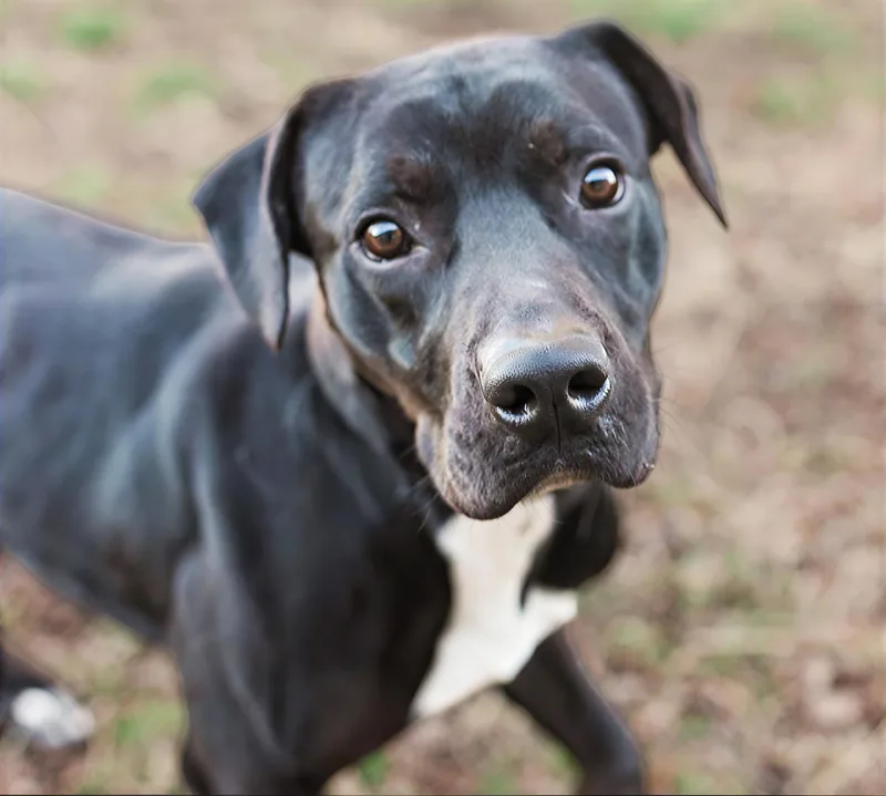 An adult medium-sized male Black Mixed Breed dog named Haiku for adoption in Nashville, TN