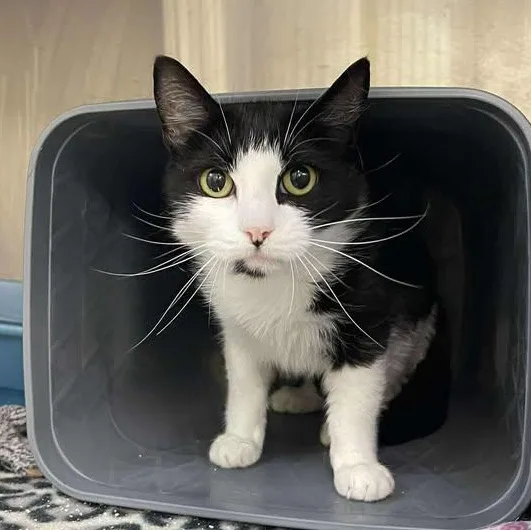 An adult medium-sized female Black & White / Tuxedo Domestic Short Hair cat named RavenPaw for adoption in Winthrop, ME