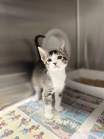 A baby small-sized female Domestic Medium Hair cat named Dayanna Monroy for adoption in San Martin, CA