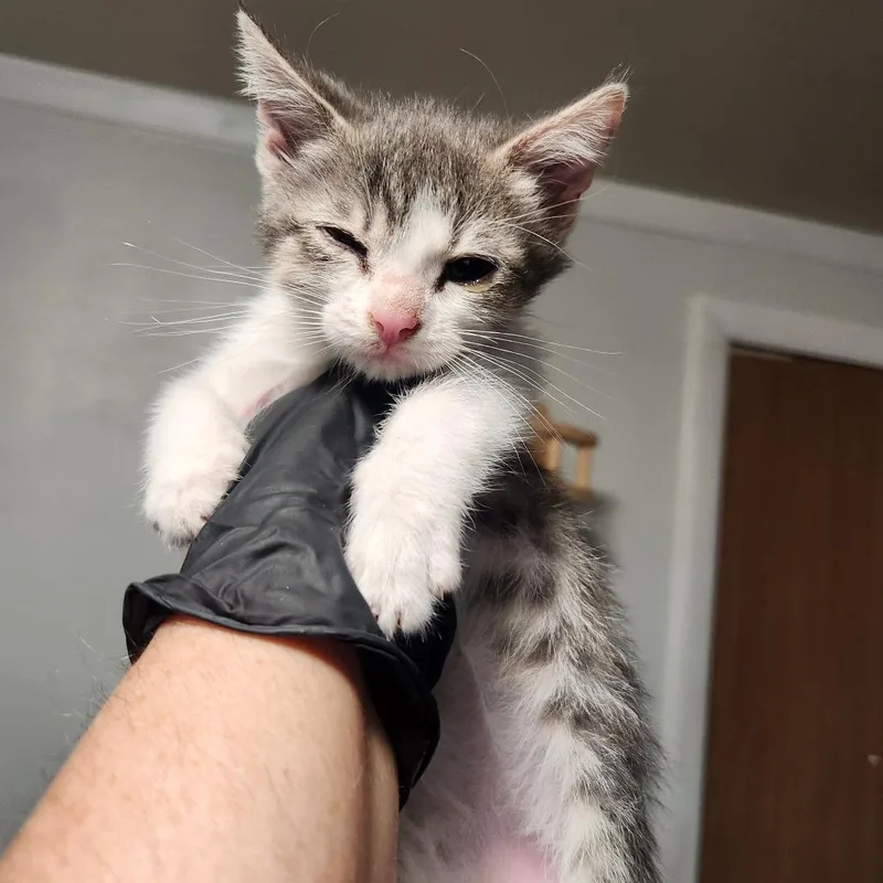 A baby small-sized female Gray / Blue / Silver Domestic Short Hair cat named Mayme Kate for adoption in Layton, UT