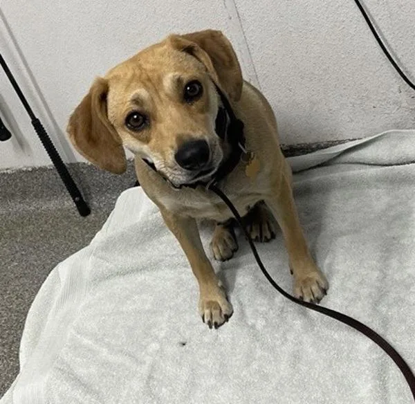 An adult medium-sized female Beagle dog named Pepper for adoption in Escondido, CA