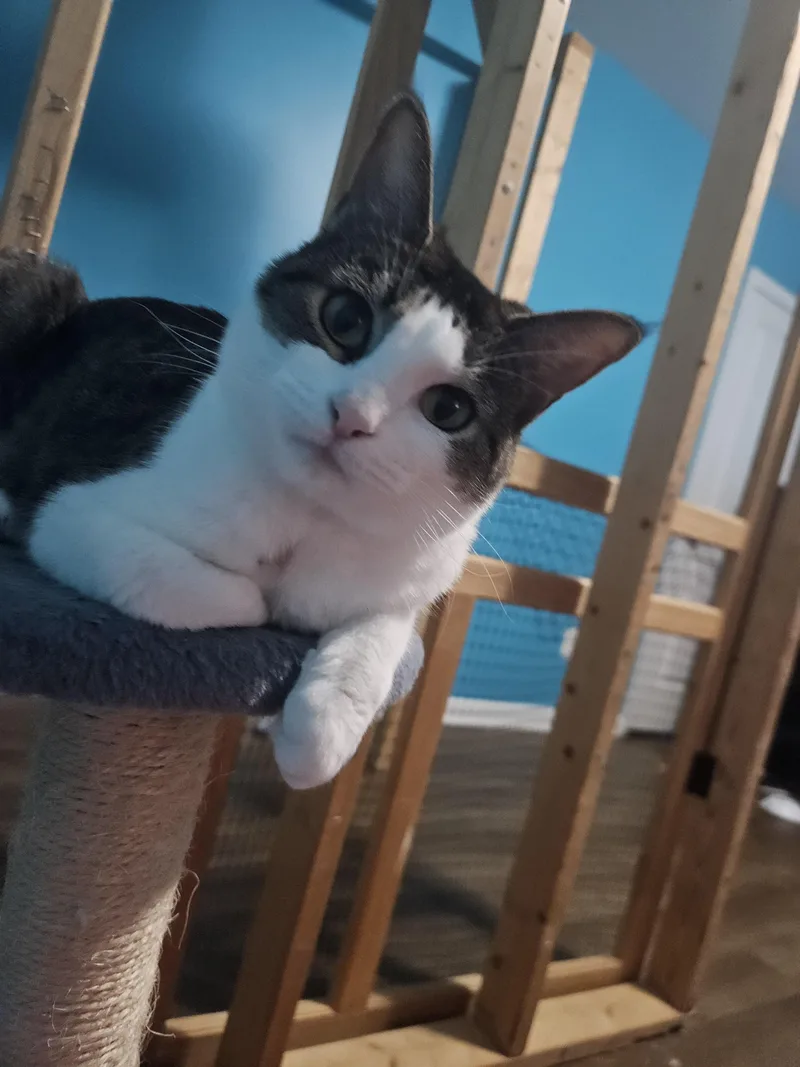 An adult medium-sized female Gray & White Domestic Short Hair cat named April for adoption