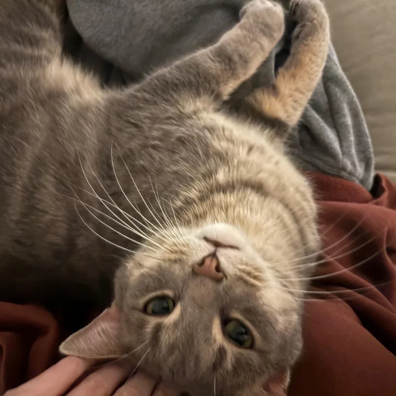 Sourpatch Cat thumbnail 2