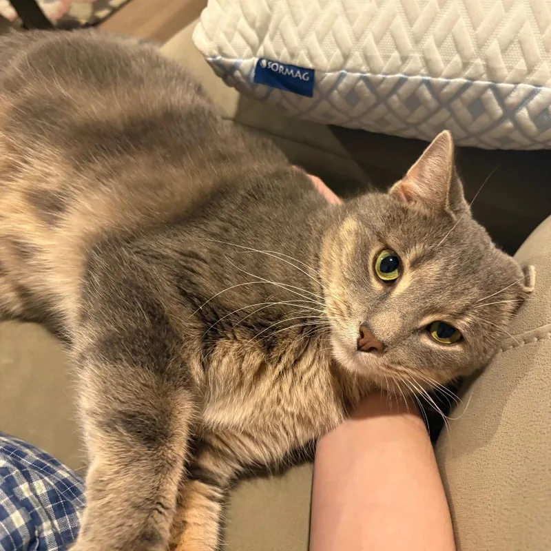 Sourpatch Cat thumbnail 3