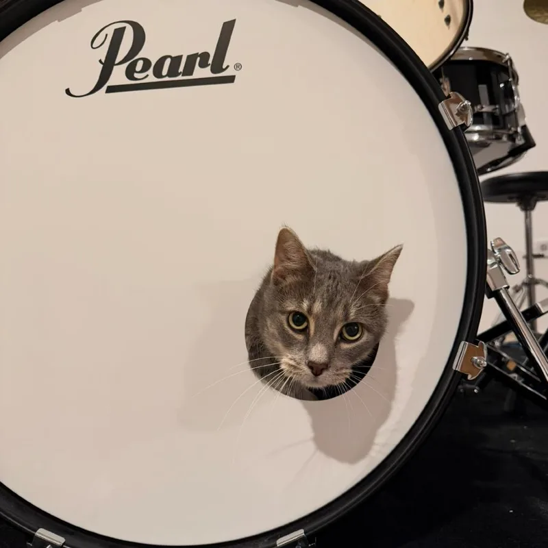 Sourpatch Cat thumbnail 4