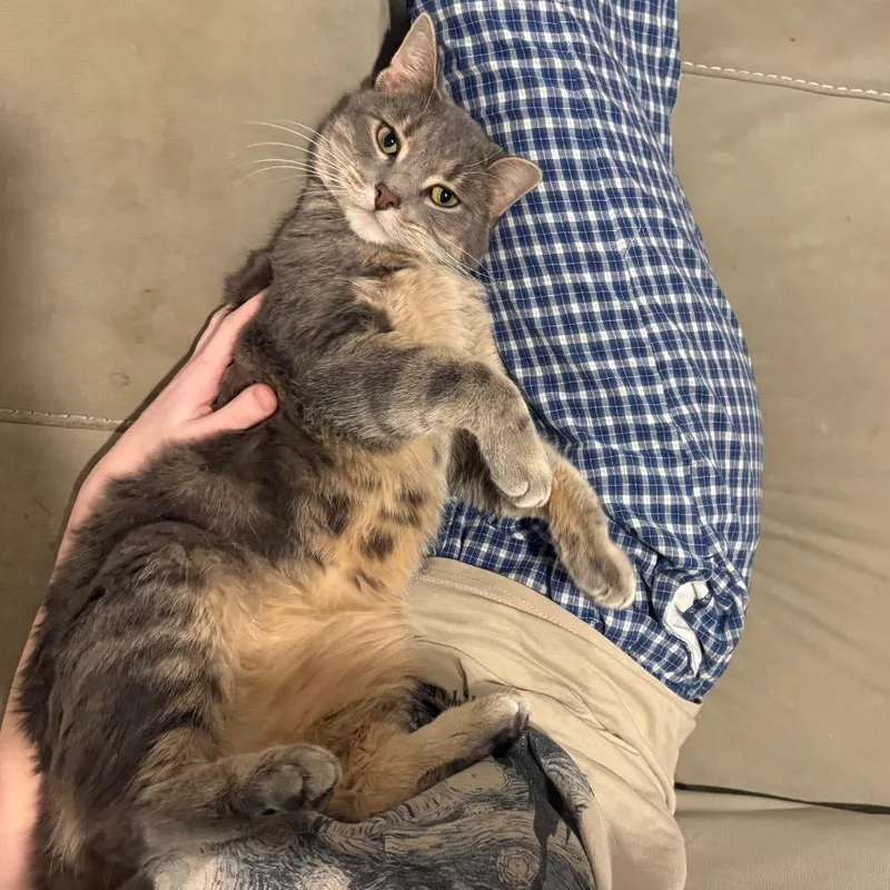 Sourpatch Cat thumbnail 5