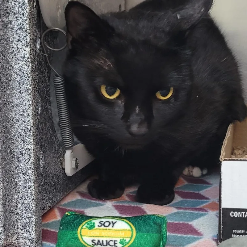 An adult large-sized male Domestic Short Hair cat named Tyson C. Nugget for adoption in Newark, NJ