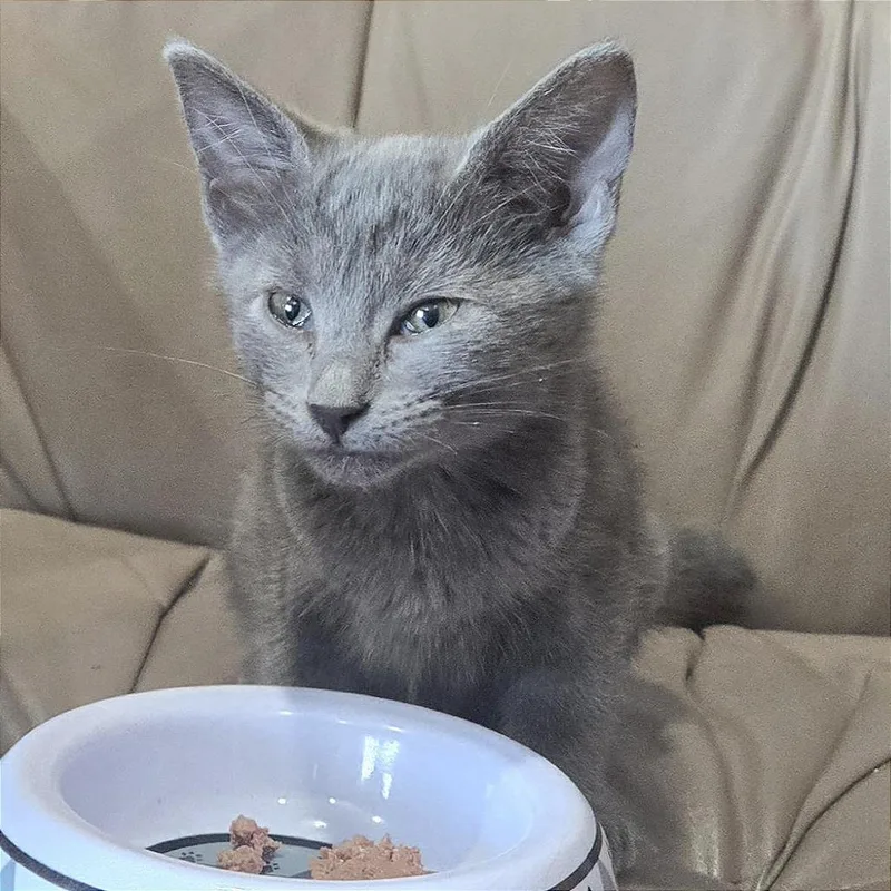 A baby small-sized female Gray / Blue / Silver Domestic Short Hair cat named A Sable for adoption in Pleasant Hill, CA