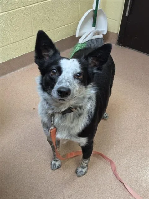An adult medium-sized female Australian Cattle Dog / Blue Heeler dog named Sadie for adoption in Cookeville, TN