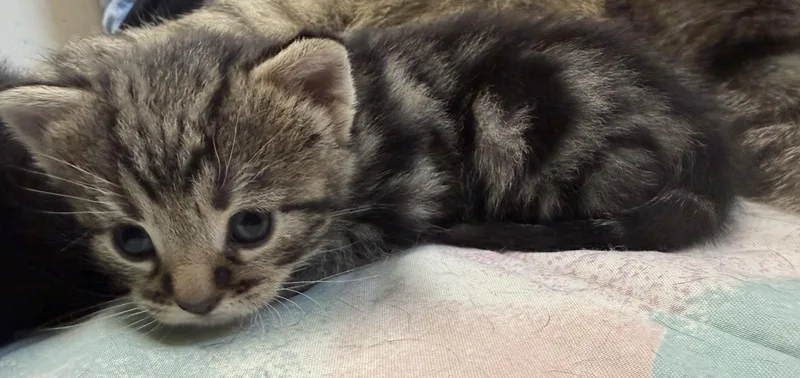 A baby medium-sized female Tabby (Leopard / Spotted) Tabby cat named Peg for adoption in Boonville, MO