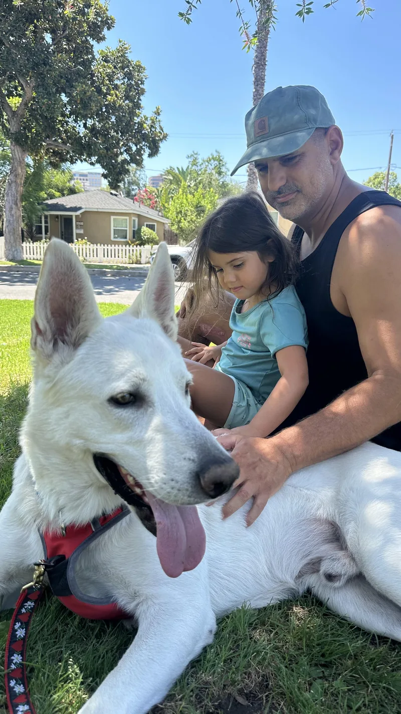 An adult large-sized male White German Shepherd dog named Blitz for adoption in Phoenix, AZ